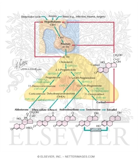 what tropic hormone stimulates cortisol from the adrenal gland what tropic hormone stimulates cortisol from the adrenal gland
