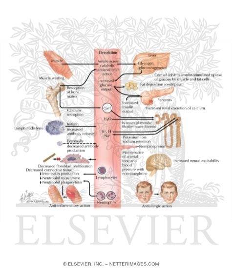 Watermarked preview of labeled image: Actions of Cortisol