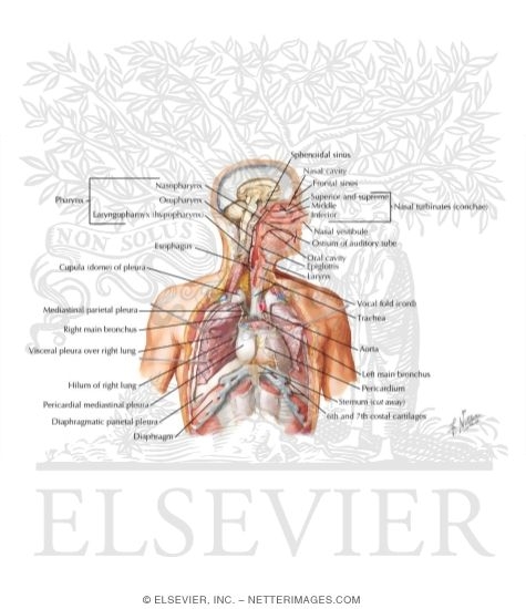 Watermarked preview of labeled image: The Respiratory System