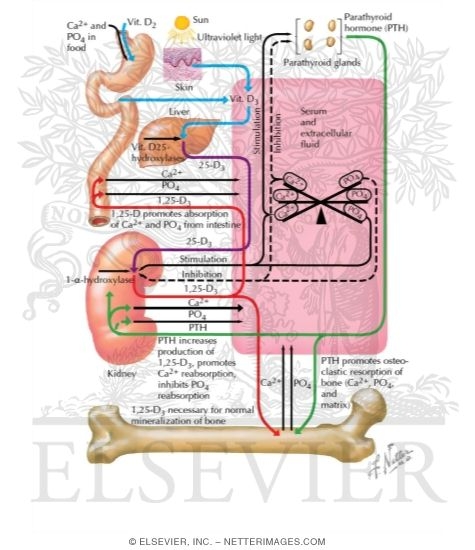 Normal Calcium and Phosphate Metabolism