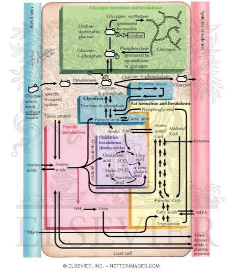 Watermarked preview of labeled image: Intermediary Metabolism of the Liver Cell
