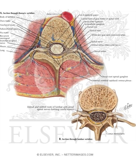 Spinal Nerve Origin: Cross Sections