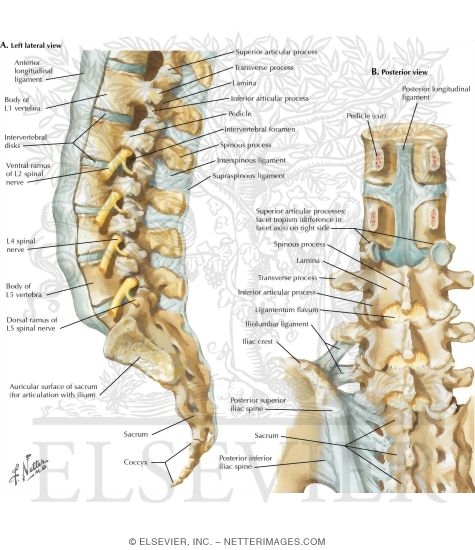 Vertebral Ligaments: Lumbosacral Region