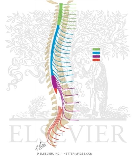 Nerve Roots