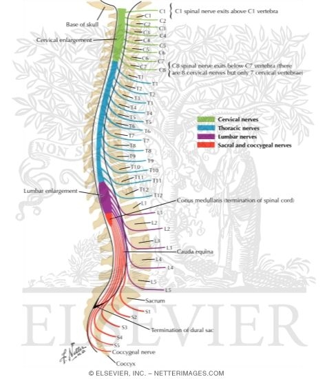 Nerve Roots