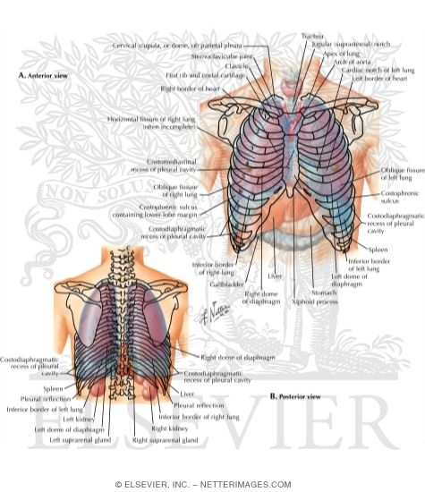 Watermarked preview of labeled image: Anterior and Posterior Topography of the Pleura and Lungs
