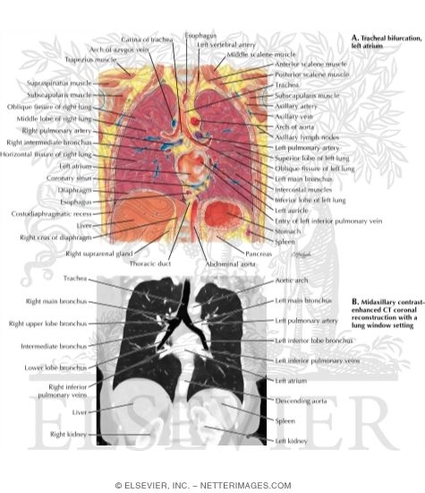 Midaxillary Coronal Section