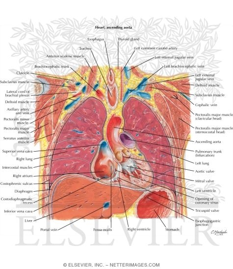 Thorax Heart Ascending Aorta
