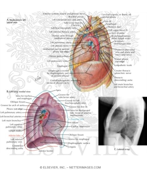 Mediastinum Left Lateral View and Left Medial Lung
