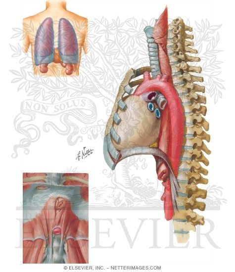 Vertebral Levels In the Thorax