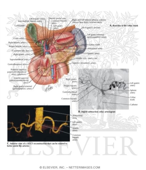 Watermarked preview of unlabeled image: Abdominal Foregut Arteries