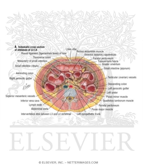 Peritoneum 
Schematic Cross Section of Abdomen At  L2, L3, and L4