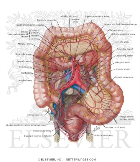 Watermarked preview of labeled image: Arteries of Large Intestine
Blood Supply of Small and Large Intestine
