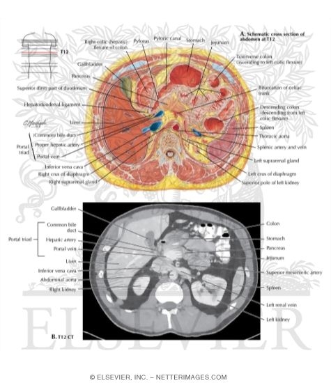 Cross Section Variation at T12 With CT