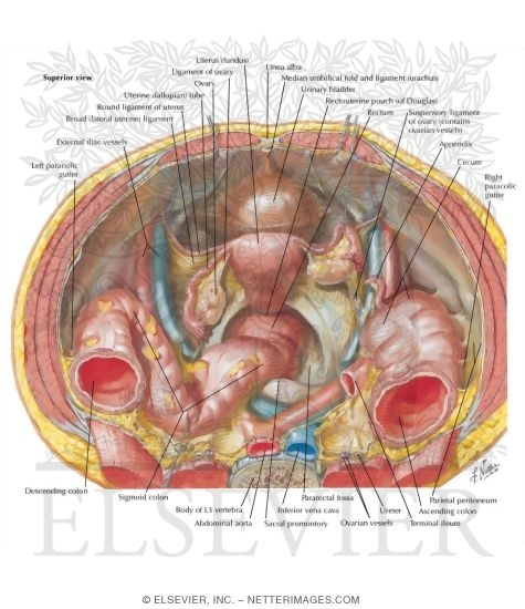 Watermarked preview of labeled image: Pelvic Contents: Female