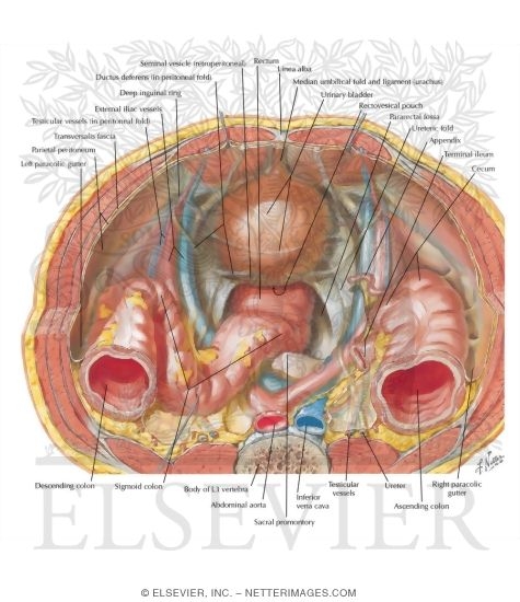 Watermarked preview of labeled image: Pelvic Contents: Male