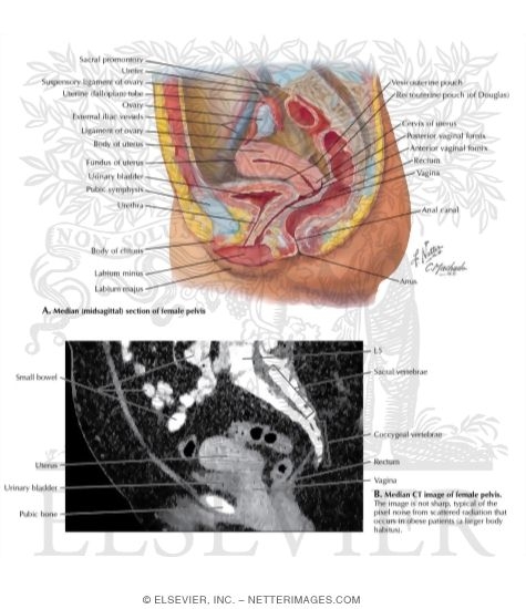 Watermarked preview of unlabeled image: Female Midsagittal Section and CT