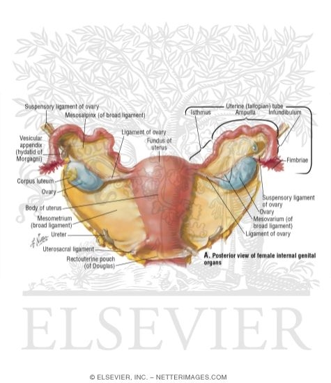 Watermarked preview of labeled image: Uterus and Adnexa
