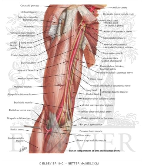 Upper Arm Muscle Labeled