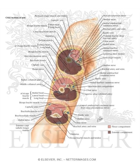 Watermarked preview of labeled image: Cross-Sectional Anatomy of Upper Arm 