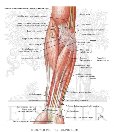 Watermarked preview of labeled image: Muscles of Forearm (Superficial Layer): Anterior View