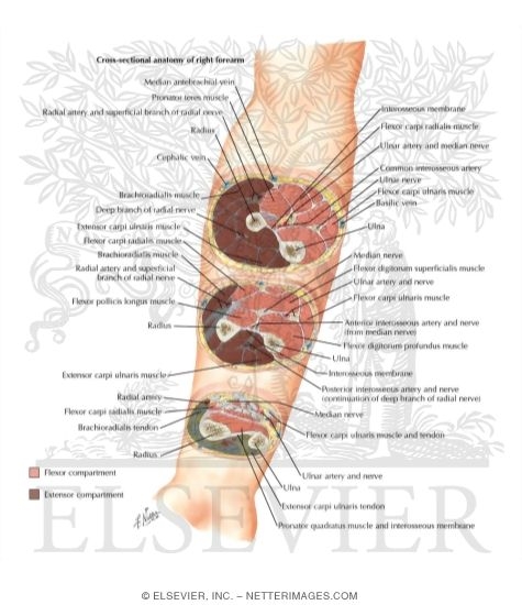 Cross-Sectional Anatomy of Right Forearm