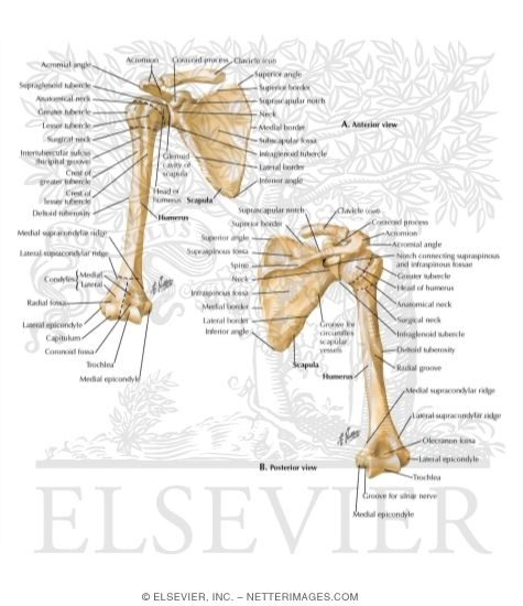 Shoulder: Bones (Pectoral Girdle)