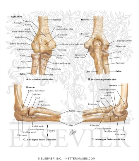 Bones of Right Elbow Joint