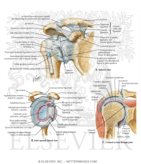 Joints and Ligaments of the Shoulder