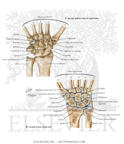 Watermarked preview of labeled image: Carpal Bones and Wrist Joint
