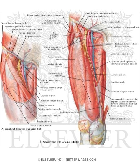 Arteries and Nerves of Thigh: Anterior Views
Superficial Dissections