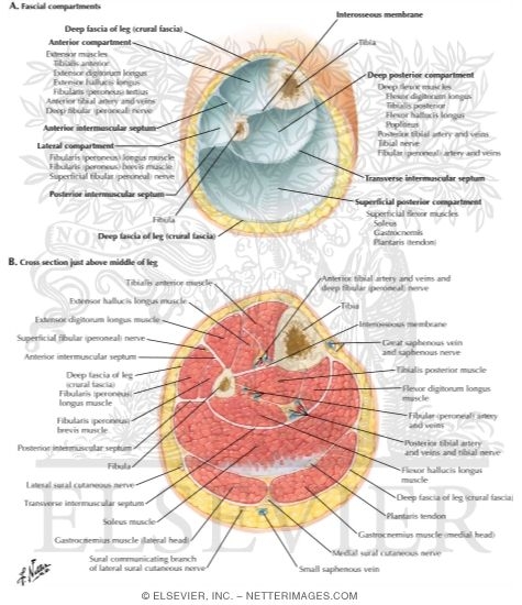 compartments of leg thigh compartments of leg thigh