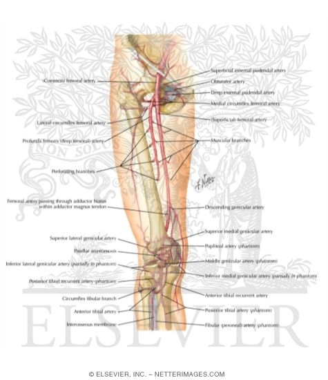 Watermarked preview of labeled image: Arteries of Thigh and Knee: Schema
Arteries of the Leg and Knee