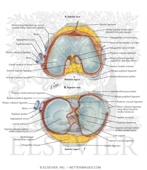 Watermarked preview of labeled image: Knee Joint Interior 