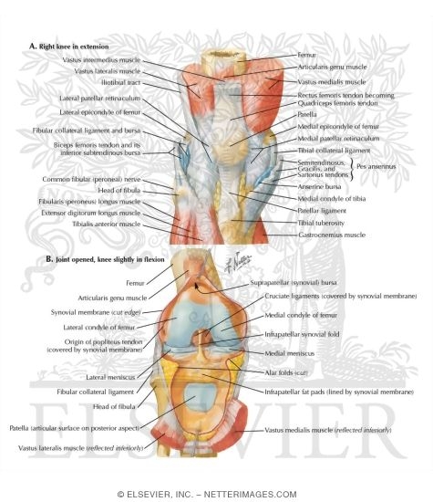 Watermarked preview of labeled image: Knee: Anterior Views