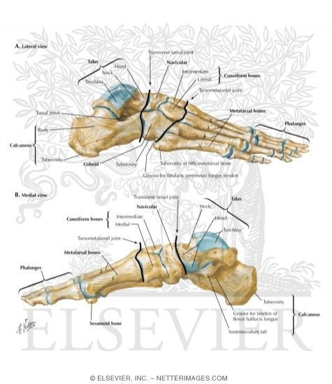 Bones of Foot