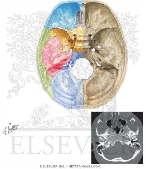 Cranial Base: Superior View 
