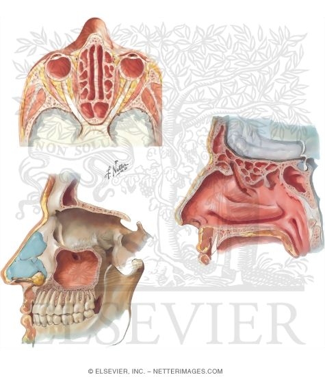 Paranasal Air Sinuses