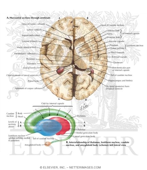 Basal Ganglia
Basal Nuclei (Ganglia)