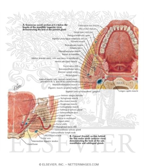 Watermarked preview of labeled image: Sections Through Mouth and Jaw - At Atlas Level and Behind First Molar
Tongue and Salivary Glands: Section