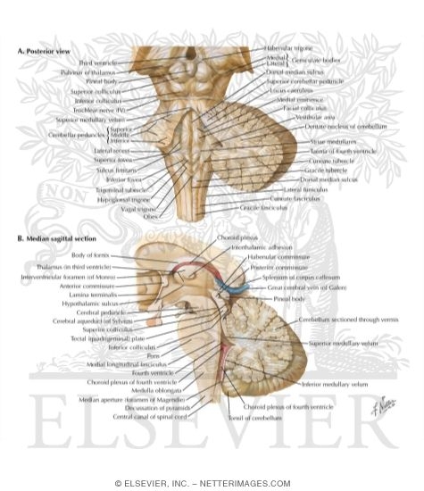 Fourth Ventricle and Cerebellum