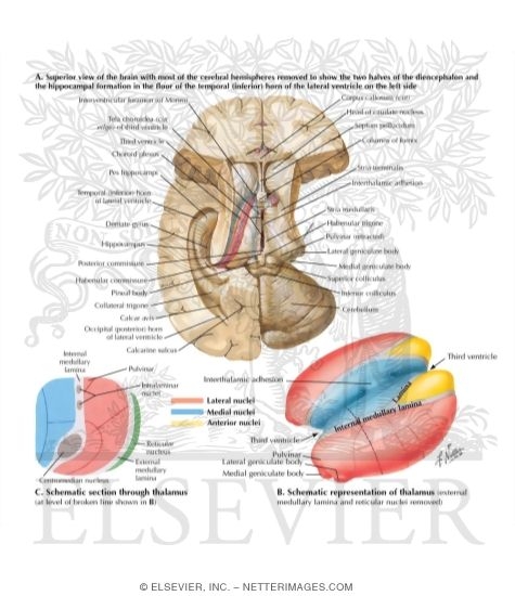 Thalamus