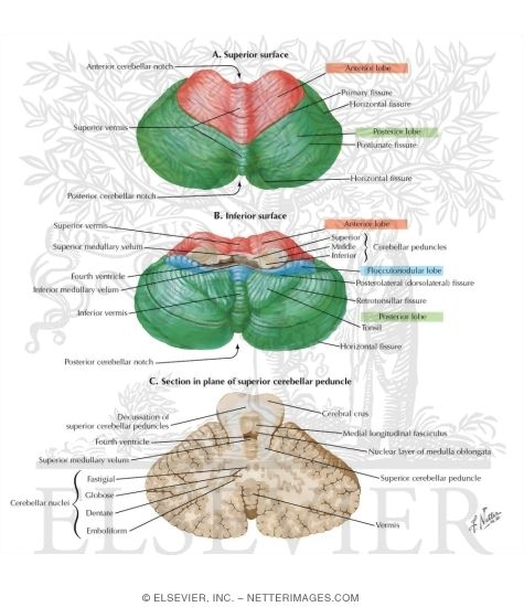 Cerebellum