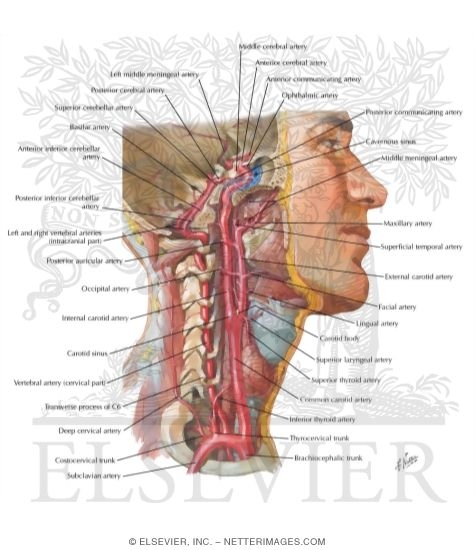 Watermarked preview of labeled image: Arteries to Brain and Meninges