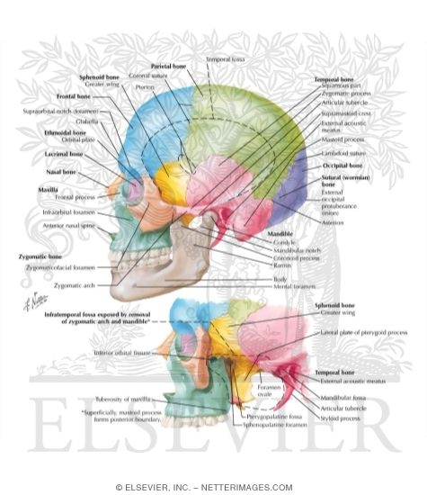 Lateral Aspect of Skull