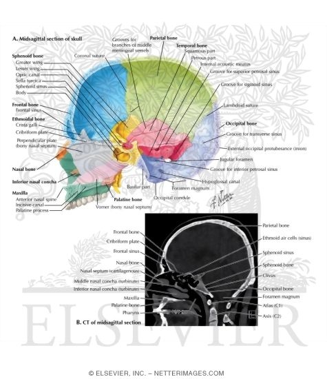 Skull: Midsagittal Section
