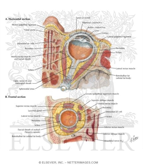 Watermarked preview of labeled image: Ethmoid Sinus