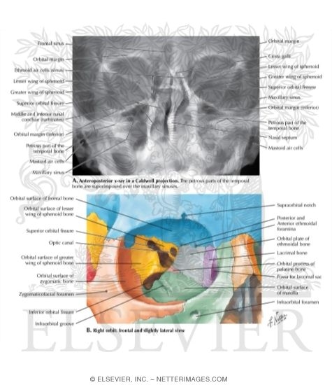Skull: Anteroposterior Caldwell Projection and Face and Orbit Detail