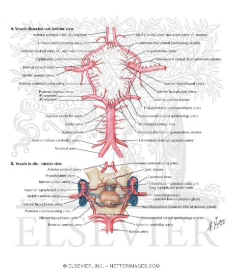 Circle of willis diagram