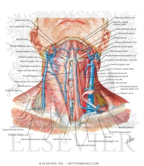 Watermarked preview of labeled image: Superficial Veins and Cutaneous Nerves of Neck